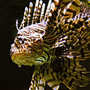 Foto Tropen-Aquarium